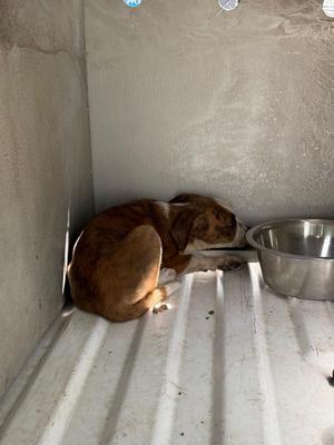 Daisy, Mixed Breed, puppy, available for adoption