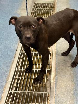 Chapman, Mixed Breed, young, available for adoption