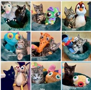 Safe Haven Humane Society