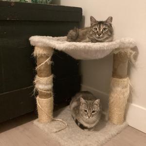 Daphne & Daniella (BONDED PAIR), young, available for adoption
