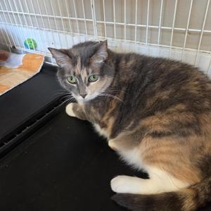 Cynnamon, senior, available for adoption