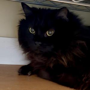 A fluffy black cat with bright green eyes is lying on a wooden surface, looking directly at the camera.