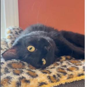 Jasmine Marie, adult, available for adoption