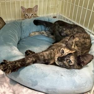 Kokoa, kitten, available for adoption
