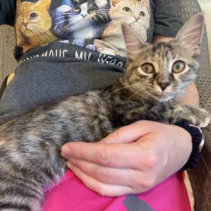 Eve & Ideal (snugglebugs), kitten, available for adoption
