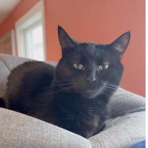 Cuppa, adult, available for adoption