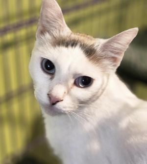 Gabby, young, available for adoption
