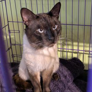 Dewie, young, available for adoption