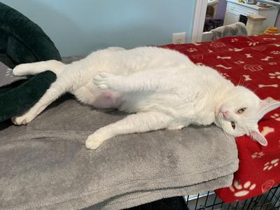 Ivey, adult, available for adoption