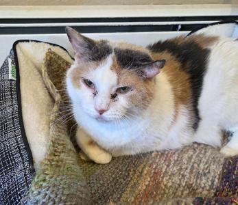 Darla, senior, available for adoption