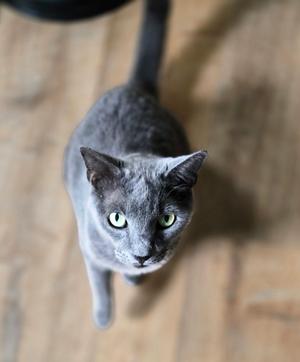 A gray cat looking up at the camera.