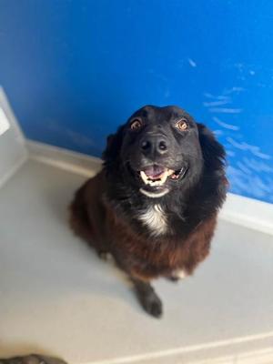 *FARRAH, Australian Shepherd, adult, available for adoption