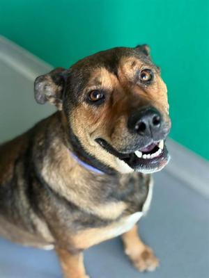 *MARGE, Pit Bull Terrier, adult, available for adoption
