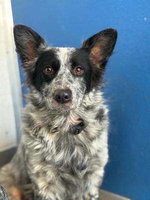 *STACY, Queensland Heeler, adult, available for adoption