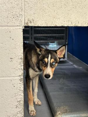 *DANNY, Australian Cattle Dog/Blue Heeler, young, available for adoption