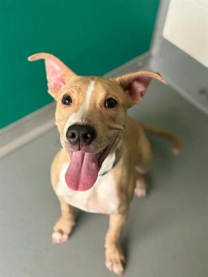 A256749, Pit Bull Terrier, young, available for adoption