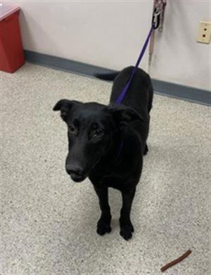 *EFFIE, Labrador Retriever, young, available for adoption