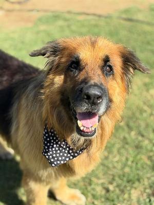 *RADAGAST, German Shepherd Dog, adult, available for adoption