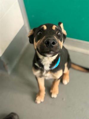 *WALDO, German Shepherd Dog, puppy, available for adoption