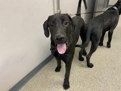 Two black dogs standing in a room