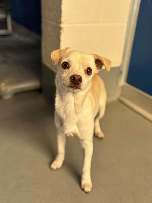 *JACK, Chihuahua, adult, available for adoption
