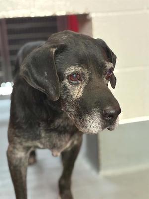 *ELMER FUDD, Labrador Retriever, senior, available for adoption