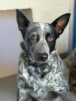 *GWEN, Queensland Heeler, adult, available for adoption