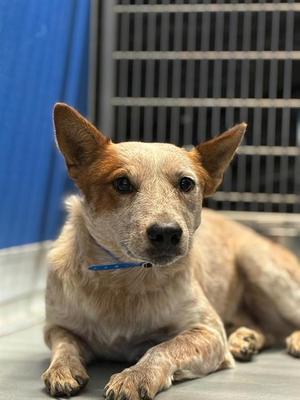 BENJI, Queensland Heeler, adult, available for adoption