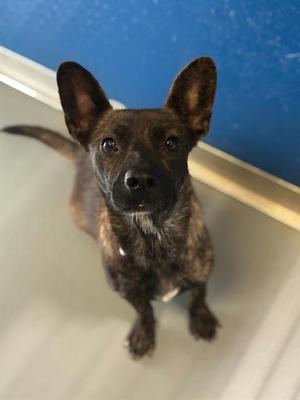 *ELENA, Australian Cattle Dog/Blue Heeler, adult, available for adoption