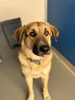 *OOGIE BOOGIE, German Shepherd Dog, adult, available for adoption