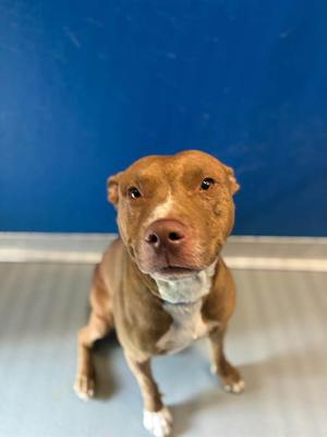*TEDDY, Pit Bull Terrier, adult, available for adoption