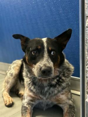 FRITO, Queensland Heeler, adult, available for adoption