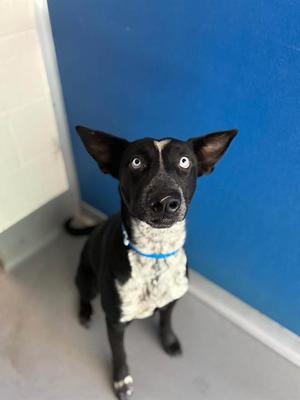 *JACK SKELLINGTON, Siberian Husky, young, available for adoption