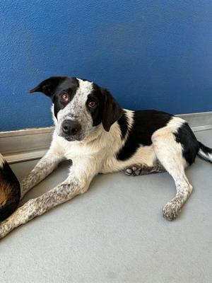 *TAFFYTA, Queensland Heeler, young, available for adoption