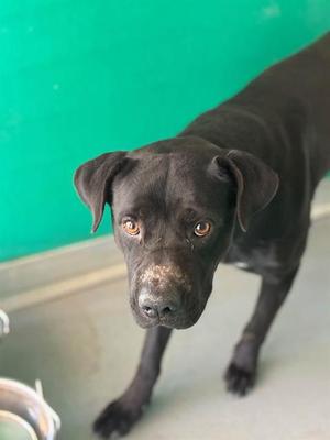 *JOHNNY CASH, Pit Bull Terrier, young, available for adoption