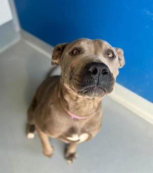 *MATILDA, Pit Bull Terrier, adult, available for adoption