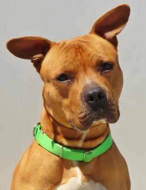 A medium shot of a tan pitbull mix dog wearing a bright green collar, looking slightly to the side with its ears perked.