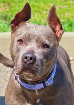 26-207 Luna, Pit Bull Terrier, adult, available for adoption