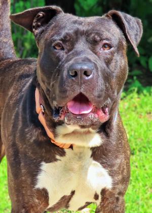 26-233 Arthur, Pit Bull Terrier, adult, available for adoption