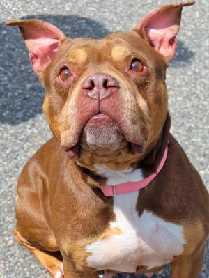 26-244 Cookie, American Bully, adult, available for adoption