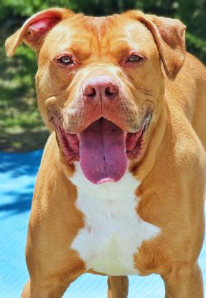 26-188 Kash, Pit Bull Terrier, adult, available for adoption