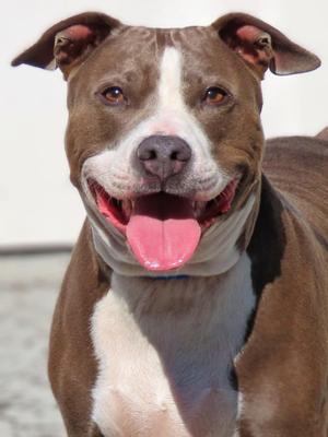 26-217 Sarafina, Pit Bull Terrier, adult, available for adoption