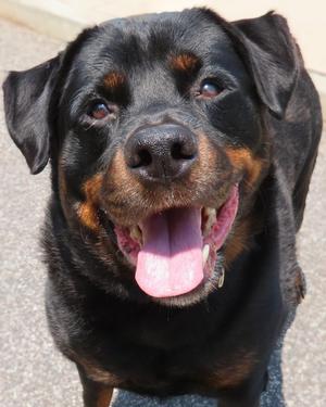 26-247 Rex, Rottweiler, adult, available for adoption