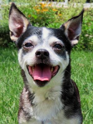 26-238 Diablo, Chihuahua, adult, available for adoption