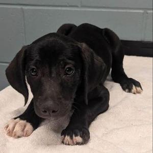 Jupiter, Labrador Retriever / Mixed Breed, young, available for adoption