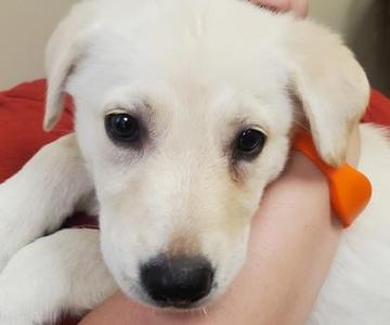 A close-up of a white puppy with big, dark eyes, being held in someone's arms. The puppy has floppy ears and a black nose, and there is an orange object, possibly a toy or collar, near its ear.