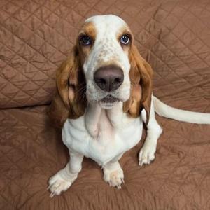 A basset hound dog sitting on a brown quilted surface.