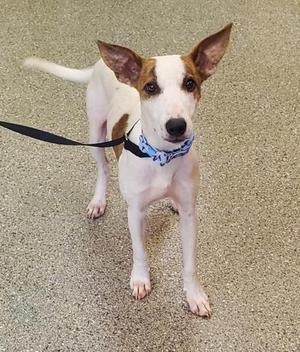 A white and brown dog with perked ears, wearing a blue bandana, standing on a carpeted floor.