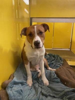 Leroy, Mixed Breed, adult, available for adoption