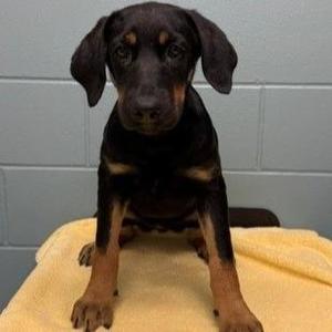 Arden, Shepherd / Mixed Breed, young, available for adoption